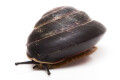 Caracolus sagemon ssp. Cuba typ 4 dark, adult, 40mm